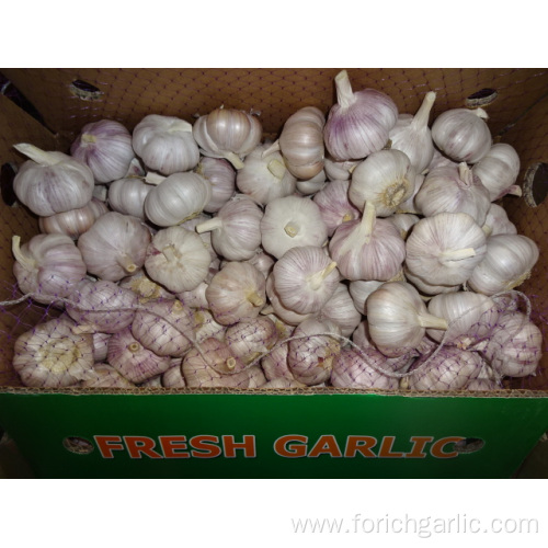 Normal White Garlic 5.0-5.5cm New Crop